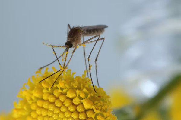 Moustique commun (Culex pipiens) couvert de pollen de tanaisie © Mike Hrabar